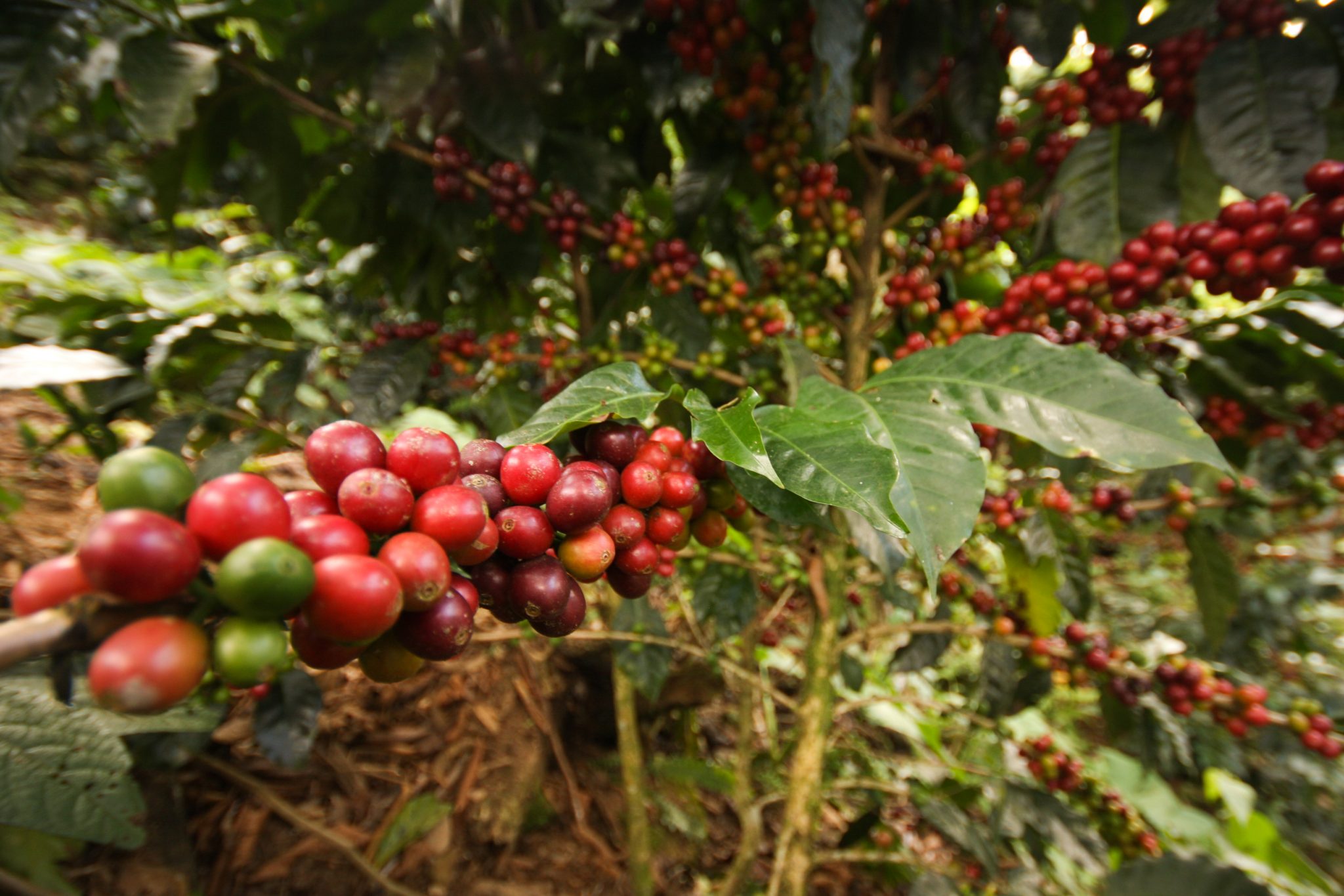 VARIEDADES DEL CAFÉ Y SU ADAPTACIÓN EN BOLIVIA Colonia de los Yungas